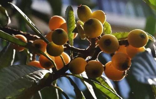 莆田最新爆料摘枇杷,最新爆料带你体验摘果乐趣” 第3张 莆田最新爆料摘枇杷,最新爆料带你体验摘果乐趣” 第3张